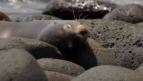 An-adult-Galápagos-sea-lion-sleeps-on-a-rocky-beach-as-waves-crash-in-the-background-on-North-Seymour-Island,-near-Santa-Cruz-in-the-Galápagos-Islands,-Ecuador