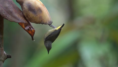Upside-down-Orange-bellied-flowerpecker-bird-eating-fruit