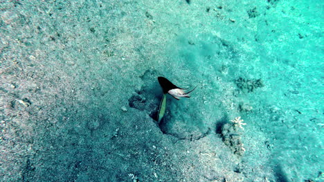 POV-Tauchen-Mit-Kleinen-Fischen,-Die-Auf-Dem-Sandigen-Meeresboden-Nach-Nahrung-Suchen