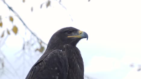 Eagle-look-around,-close-up-slow-motion