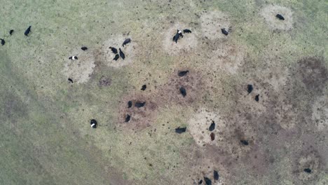 Aerial-view-of-beef-cattle-flock-graze-on-meadow-for-meat-production