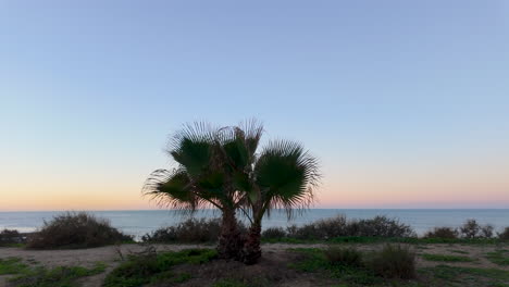 Lone-palm-tree-on-a-sandy-beach-at-twilight,-with-a-calm-sea-in-the-background