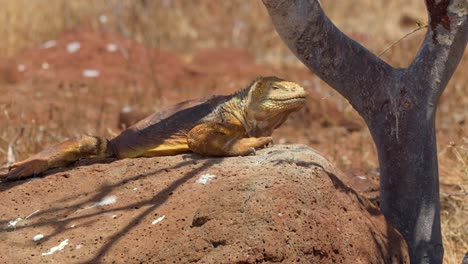 A-native,-yellow-land-iguana-rests-on-a-rock-in-the-shadow-of-a-tree-on-North-Seymour-Island,-near-Santa-Cruz-in-the-Galápagos-Islands