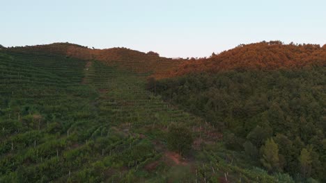 Aerial-view-over-green-vineyard-hill-slope-during-golden-hour,-Albania
