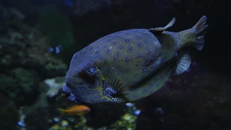 Blue-big-lip-coral-fish-swimming-in-big-aquarium-with-other-coral-fish