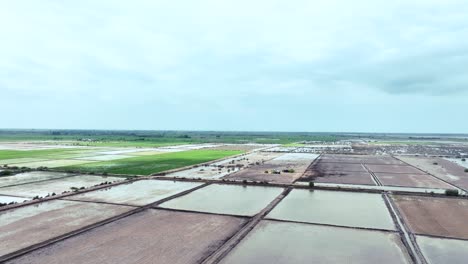 Top-drone-shot-of-few-rice-fields-flooded-with-water-for-rice-farming-in-Golarchi-farming-in-Sindh,-Pakistan-
