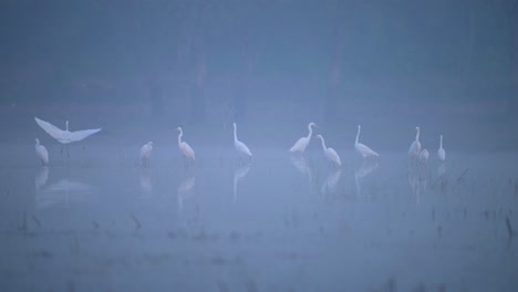 Birds-in-Misty-morning-of-Winter