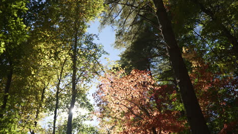 Sonnenlicht-Scheint-Durch-Die-Bunten-Hohen-Bäume-Im-Herbstwald-Der-Vereinigten-Staaten