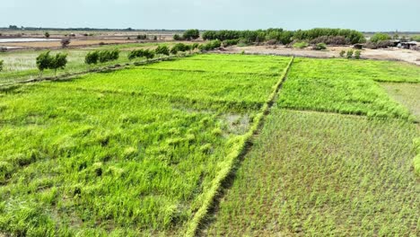 Parallax-drone-shot-of-Golarchi-farming-fields-with-greenery-and-a-beautiful-landscape-at-background-in-Sindh,-Pakistan