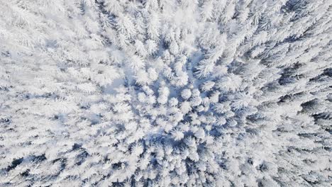 Fly-over-snowy-tree-tops-in-a-coniferous-forest---aerial-drone-top-down-view