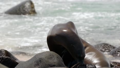 An-adult-Galápagos-sea-lion-moves-across-a-rocky-beach-as-waves-crash-in-the-background-on-North-Seymour-Island,-near-Santa-Cruz-in-the-Galápagos-Islands,-Ecuador