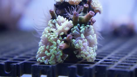 Lebende-Algen,-Die-Sich-Im-Korallenriff-Bewegen,-Indoor-Meereszucht