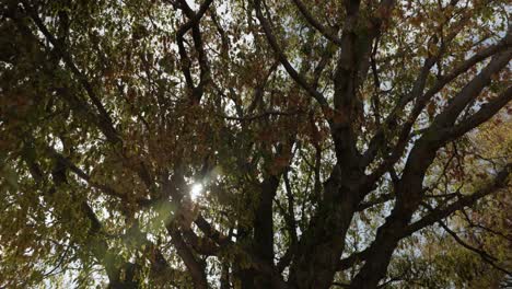 Sunlight-Through-Tree-Branches---Drone-Forward