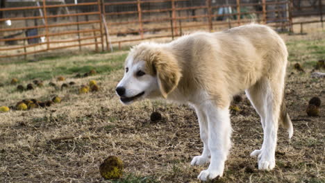 Close-up-shot-of-cute-Anatolian-Shepherd-and-Great-Pyrenees-Dog-eating-outdoors-on-farm-field