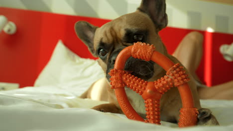 French-bulldog-chewing-a-toy-on-bed-with-white-pillows-and-red-wall
