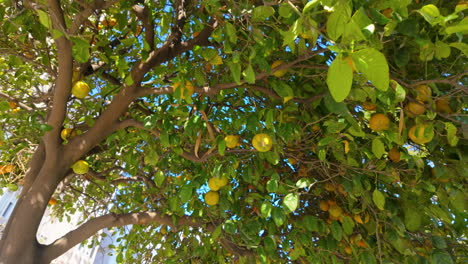 Lush-lemon-tree-branches-with-ripe-yellow-fruit