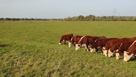 Vacas-Lecheras-Alemanas-Pastando-En-La-Hierba-Y-Descansando-En-Un-Día-Soleado