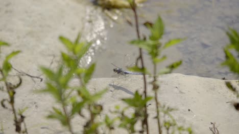 Slowmotion-shot-of-dragonfly-taking-flight-near-water