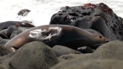 An-adult-and-young-baby-Galápagos-sea-lion-rest-on-a-bouldery-beach-whilst-as-waves-crash-over-the-rocks,-on-North-Seymour-Island,-in-the-Galápagos-Islands,-Ecuador