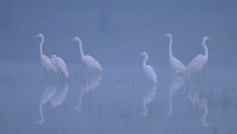 Flock-of-Egrets-Fishing-in-Fogy-Morning