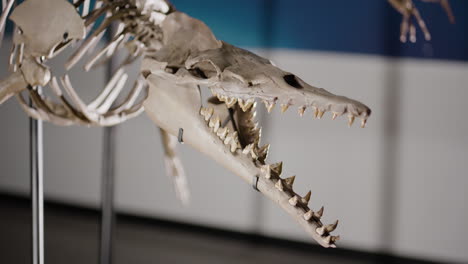 Basilosaurus-dinosaur-skeleton-on-display-panning-close-up