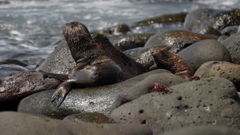 Two-young-Galápagos-sea-lions-scratch-and-relax-on-bouldery-beach-whilst-as-waves-crash-over-the-rocks,-on-North-Seymour-Island,-in-the-Galápagos-Islands,-Ecuador