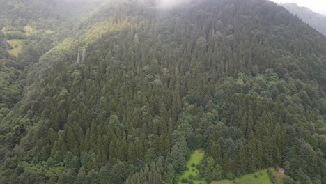 Drone-view-of-coniferous-green-pine-forest,-images-of-green-woodland,-Turkey,-Trabzon