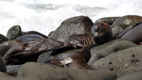 Zwei-Junge-Galápagos-Seelöwen-Kämpfen-An-Einem-Felsstrand,-Während-Wellen-über-Die-Felsen-Schlagen,-Auf-Der-Insel-North-Seymour-Auf-Den-Galápagos-Inseln,-Ecuador