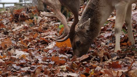 Fallow-deer-eating-in-autumn-leaves,-close-up