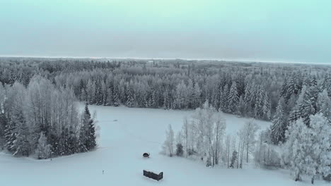 Aerial-trucking-shot-over-the-tops-of-pine-trees-covered-in-snow-at-daylight