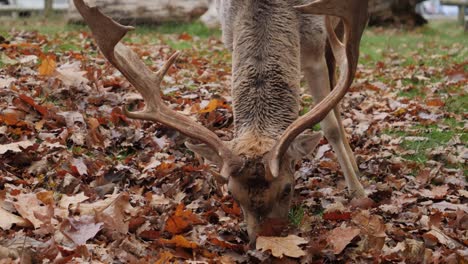 Fallow-deer-search-for-food-in-leaves,-front-close-up