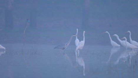 Birds-Fishing-in-Misty-morning