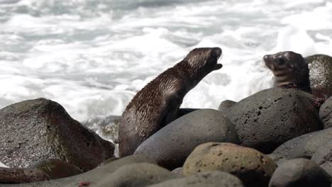 Two-young-Galápagos-sea-lions-play-on-bouldery-beach-whilst-as-waves-crash-over-the-rocks,-on-North-Seymour-Island,-in-the-Galápagos-Islands,-Ecuador