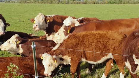 Vacas-Lecheras-Pastando-En-La-Hierba-En-Un-Día-Soleado-En-Alemania