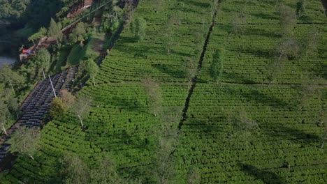 Aerial-view-of-fresh-green-tea-terrace-plantation-on-the-slope-of-mountain-in-Wonosobo,-Indonesia
