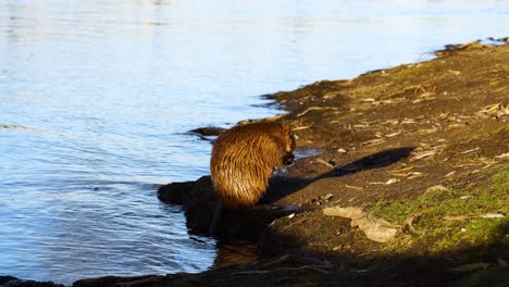 Beaver-near-city-canal-grooming-himself-and-wash-face-on-sunny-shoreline