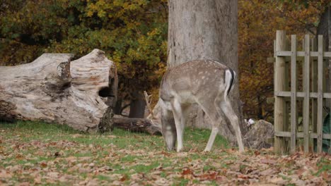 Fallow-deer-search-for-food-in-Knole-park
