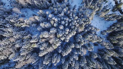 Fly-over-snowy-tree-valley-in-a-coniferous-forest---aerial-drone-top-down-view