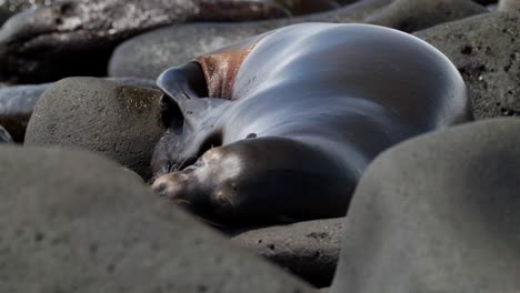 A-Galápagos-sea-lion-fidgets-and-rests-on-boulders-whilst-moving-its-flippers-around-in-the-sun,-on-North-Seymour-Island,-near-Santa-Cruz-in-the-Galápagos-Islands,-Ecuador