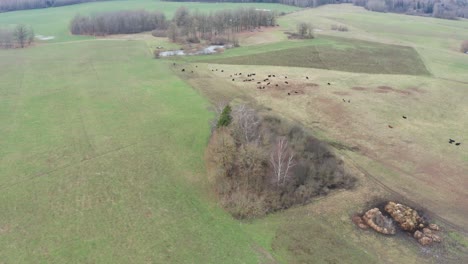 Flying-toward-green-meadow-where-beef-cattle-graze-on-closed-pasture