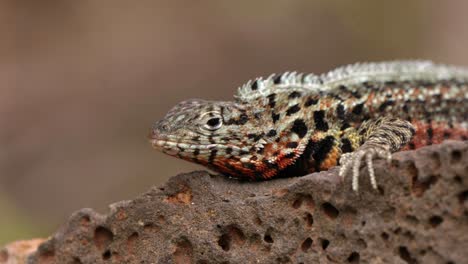 An-close-up-of-a-Santa-Cruz-lava-lizard-on-Santa-Cruz-Island-in-the-Galápagos-Islands