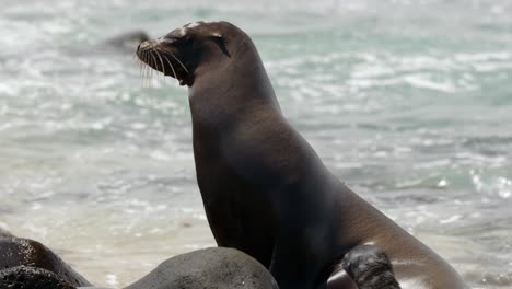 An-adult-Galápagos-sea-lion-sits-upright-on-a-rocky-beach-as-waves-crash-in-the-background-on-North-Seymour-Island,-near-Santa-Cruz-in-the-Galápagos-Islands,-Ecuador