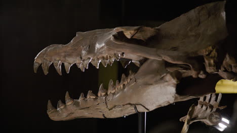 Aquatic-dinosaur-skeleton-on-display
