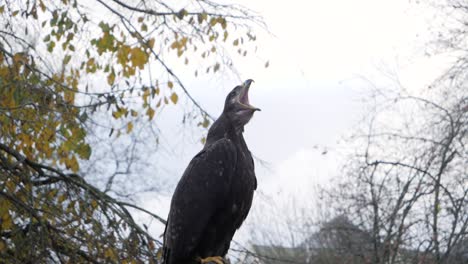 Lesser-spotted-eagle-yawn-in-slow-motion