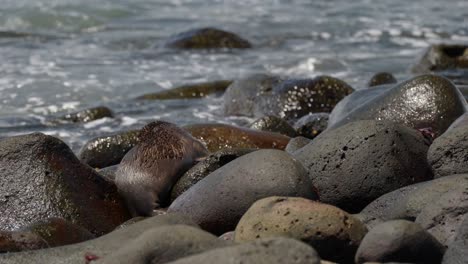 Ein-Junger-Galápagos-Seelöwe-Spielt-An-Einem-Felsigen-Strand,-Während-Wellen-über-Die-Felsen-Schlagen,-Auf-Der-Insel-North-Seymour-Auf-Den-Galápagos-Inseln,-Ecuador