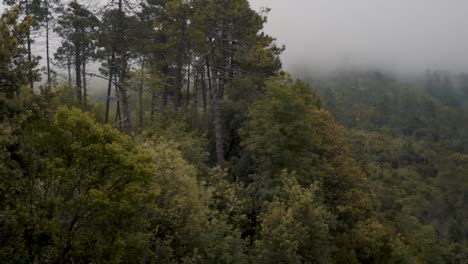 A-handheld-shot-of-a-foggy-forest-near-Cinque-Terre-on-the-Italian-Riviera-coastline