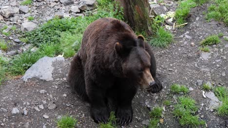 Brown-Bear-eating-a-piece-of-meat,-Alaska
