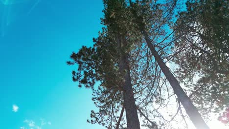 Beautiful-tall-pines-under-blue-sky