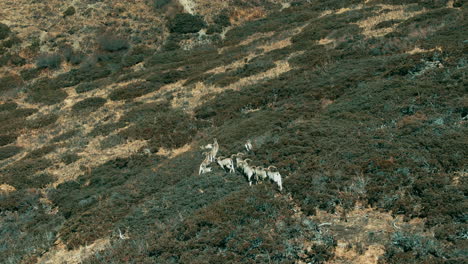 Luftaufnahme-Einer-Blauen-Schaf-Himalaya-Ziege-In-Manang,-Nepal,-Die-Auf-Grünem,-Mit-Gräsern-Gefülltem-Land-Der-Annapurna-Region-Weidet