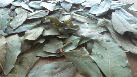 Dry-Laurel-Leaves-Background-Rotation